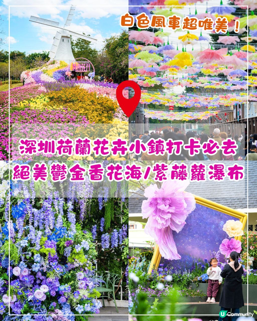深圳荷蘭花卉小鎮鬱金香花海盛開🌷白色風車仿似童話故事✨紫藤蘿瀑布超