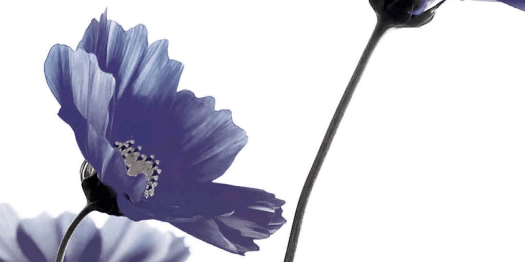 user banner
