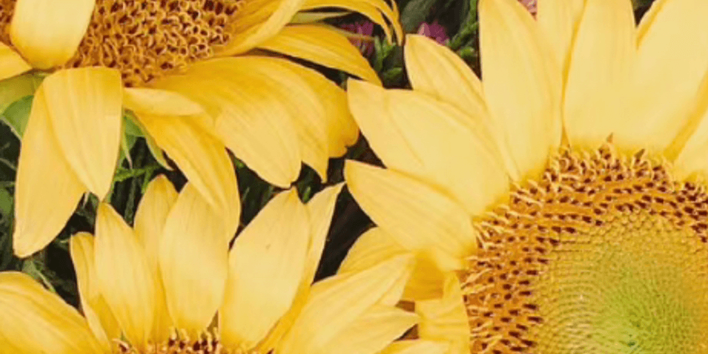 user banner