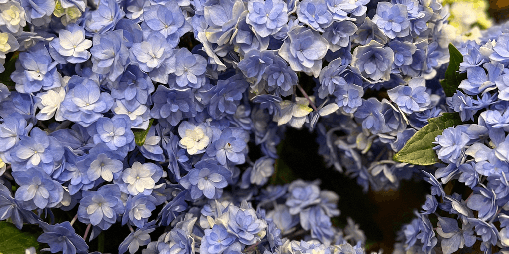 user banner