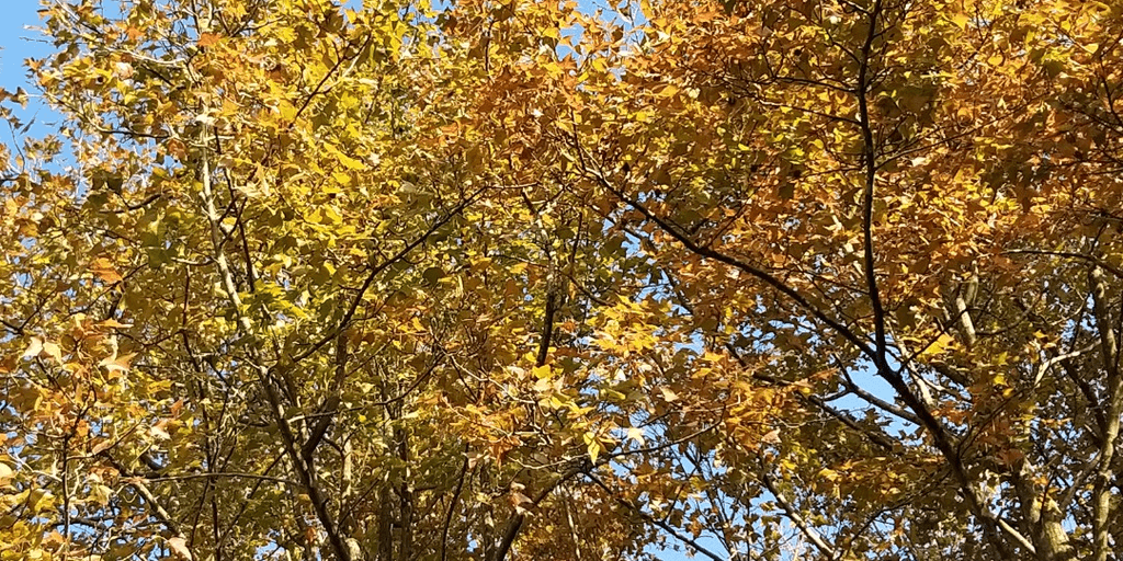 user banner