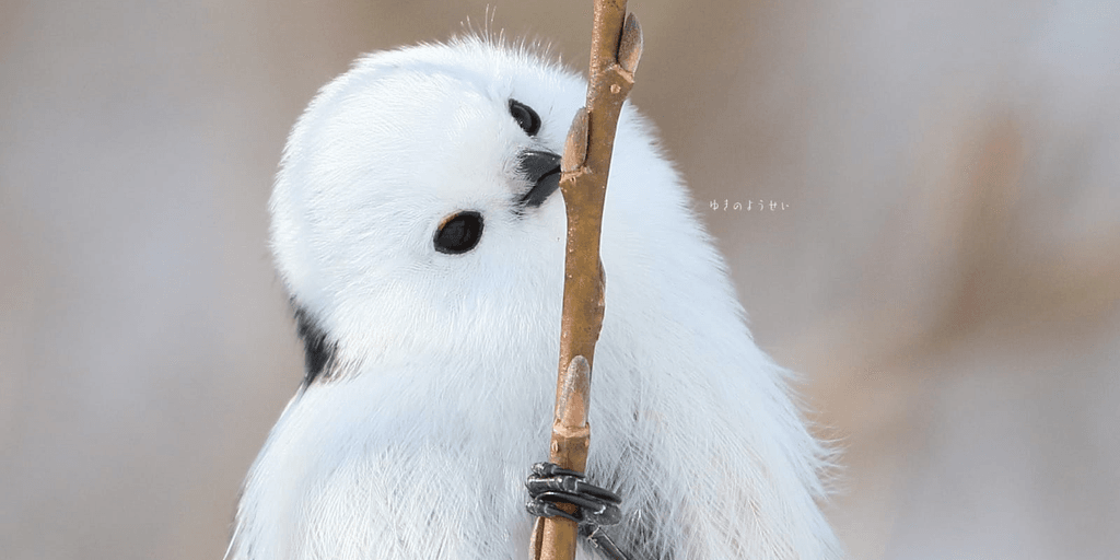 user banner