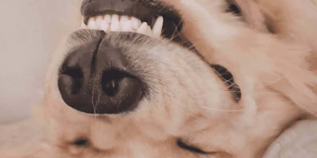 user banner