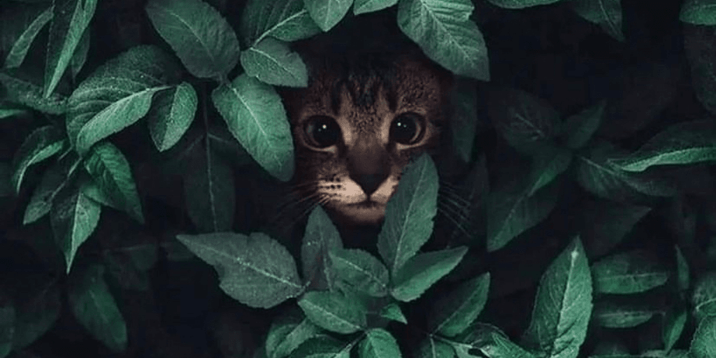 user banner