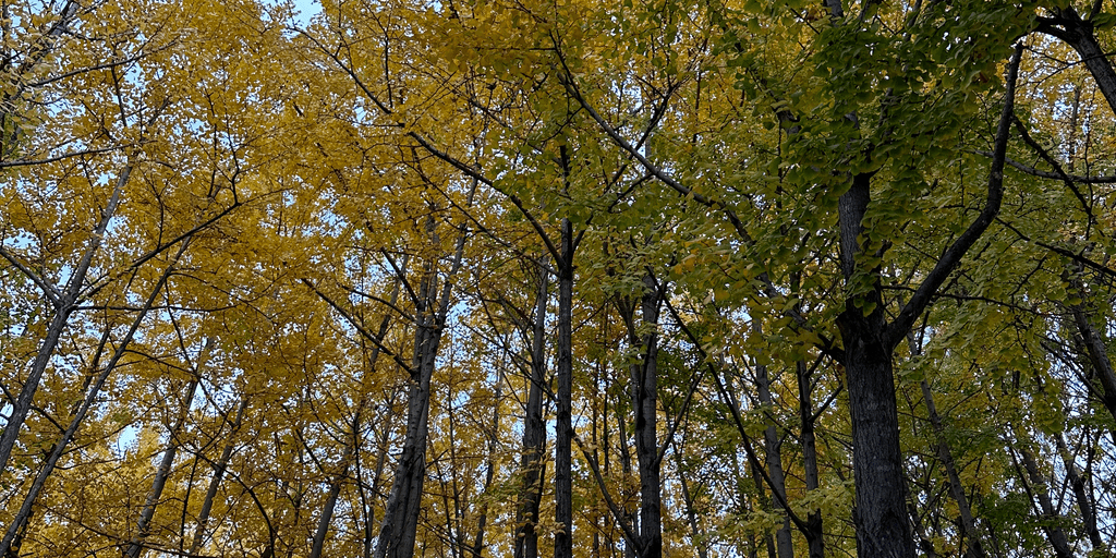 user banner