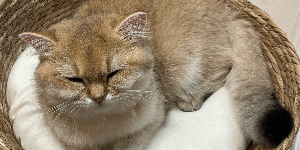 user banner