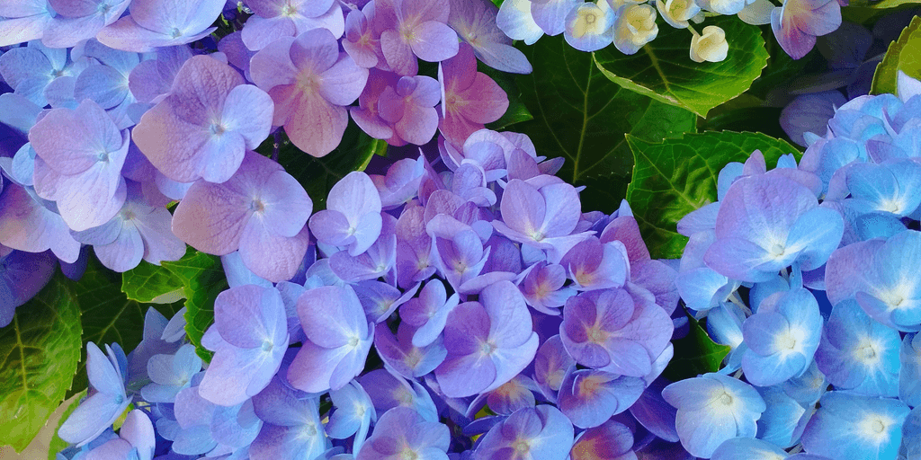 user banner