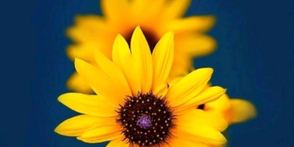 user banner