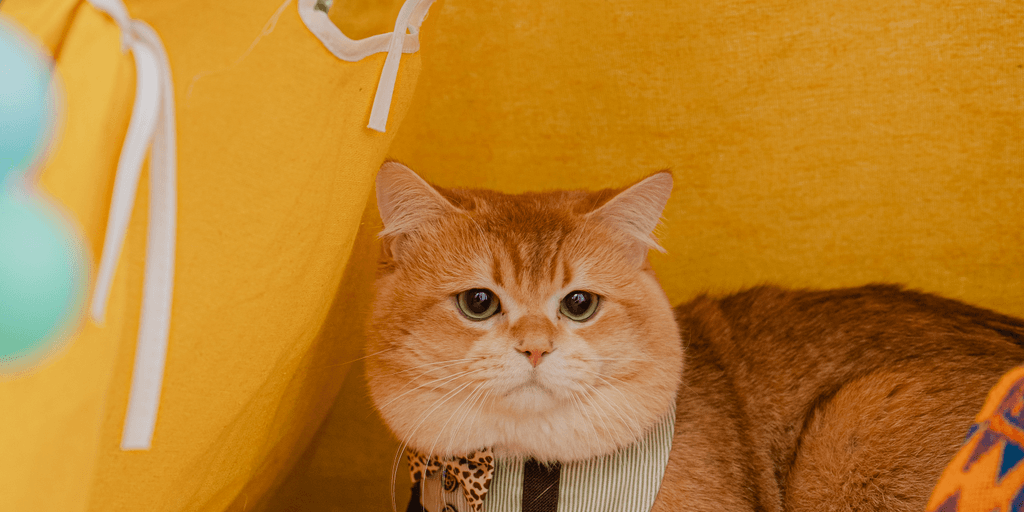 user banner