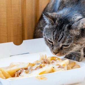 貓仔你又想食薯條？