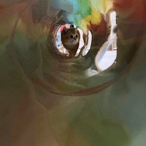 貓咪最愛彩虹隧道，穿來穿去玩過不...