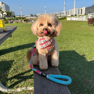 ：我叫波板糖妹妹，但人人都叫我做趣怪...