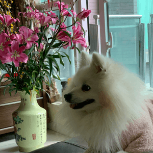 惜花，賞花，懂花犬

#寵物老大...