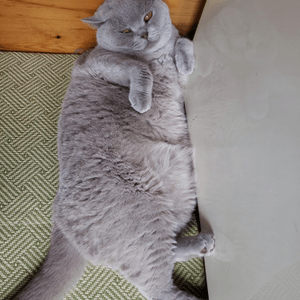 fat cat