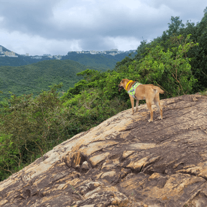 Rex: I'm the king of the world!!!