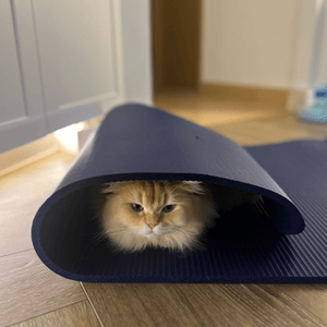 Look  who's hiding under the yoga mat...