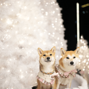 和老友一起去看白雪雪的聖誕樹...