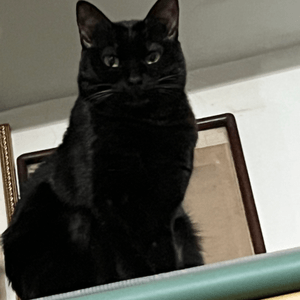 黑色貓貓
坐喺櫃上邊，好好笑，...
