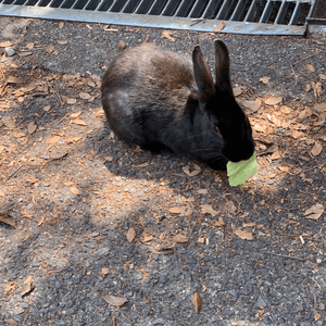 食菜
黑色嘅兔兔，食緊一塊...