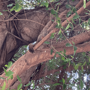 發現松鼠🐿️🤩🤩