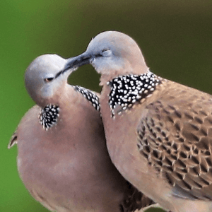 Sweet moment
Spotted dove

#2023日常