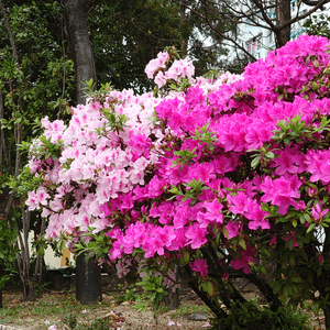 花兒