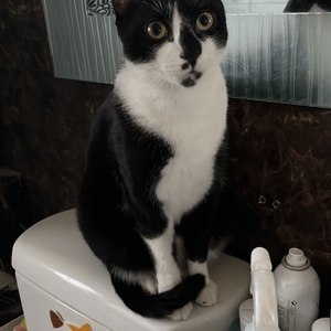廁所貓