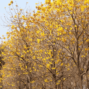 【賞花熱點】赤臘角黃風鈴