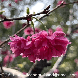 本地遊｜大埔海濱公園｜花種超多賞花必去