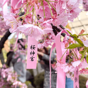 櫻花🌸季節