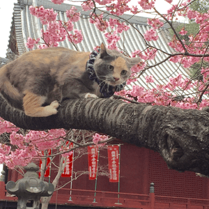 櫻花與貓🌸🐱