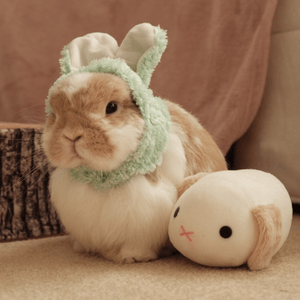 兔仔cosplay 兔仔😂

#主人陪我玩