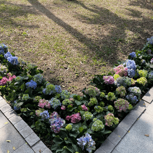 花海處處