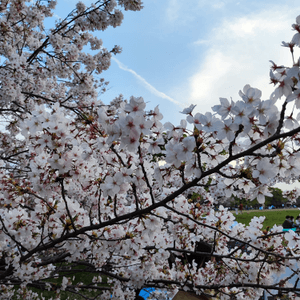 今年 尾班車的櫻花 ❤️ 福岡舞鶴公園
