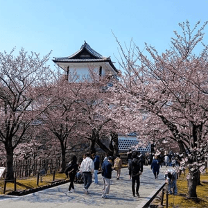 兼六園~  又到櫻花的尾聲了!