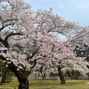 🌸櫻花盛開的季節是最夢幻的童話🌸