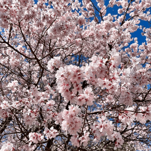 還記得櫻花正開🌸