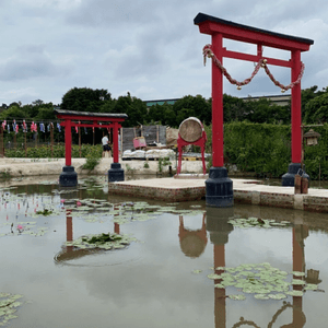 信芯園🌻🌻🌻