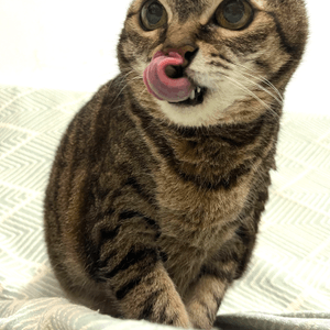 貓咪的小舌頭有多可愛？😍