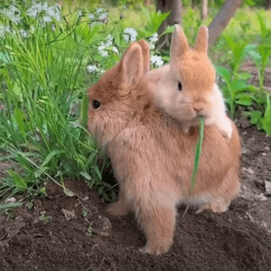 兔寶寶抓著非常苛護牠的哥哥，用哥...