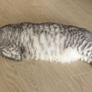 一條貓海豹