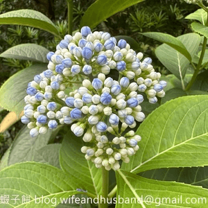 香港賞花 | 不只得荷花的城門谷公園(上)