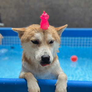 咁熱梗係去朋友仔屋企游水 🏊‍♂️ 