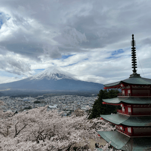 富士山櫻花之旅🌸