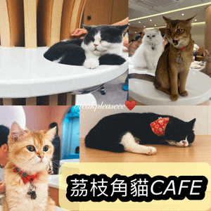 荔枝角貓貓cafe
向左撥➡️...