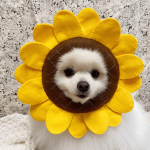 我係最可愛嘅太陽花