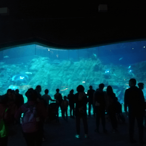 沖繩美麗海水族館