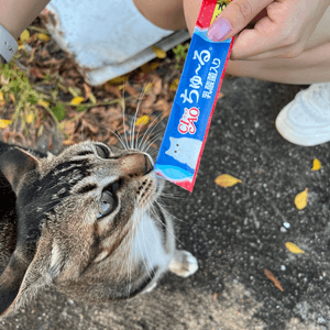 大澳的小貓咪🐱