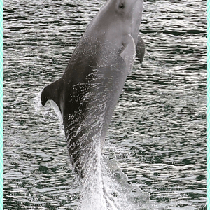 大阪海遊館
在入口處
已經見到
海豚...