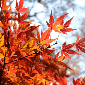 【思思賢嘆世界】橫濱必去紅葉景點推介🍁三溪園